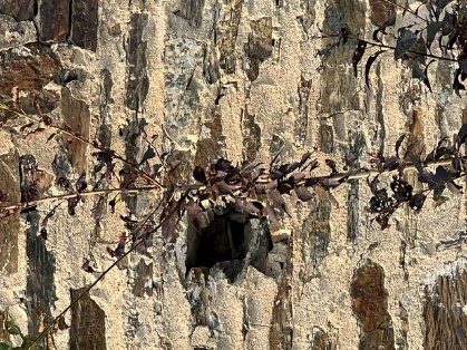 Holes, cracks, and deterioration along the stonewall